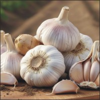 Garlic